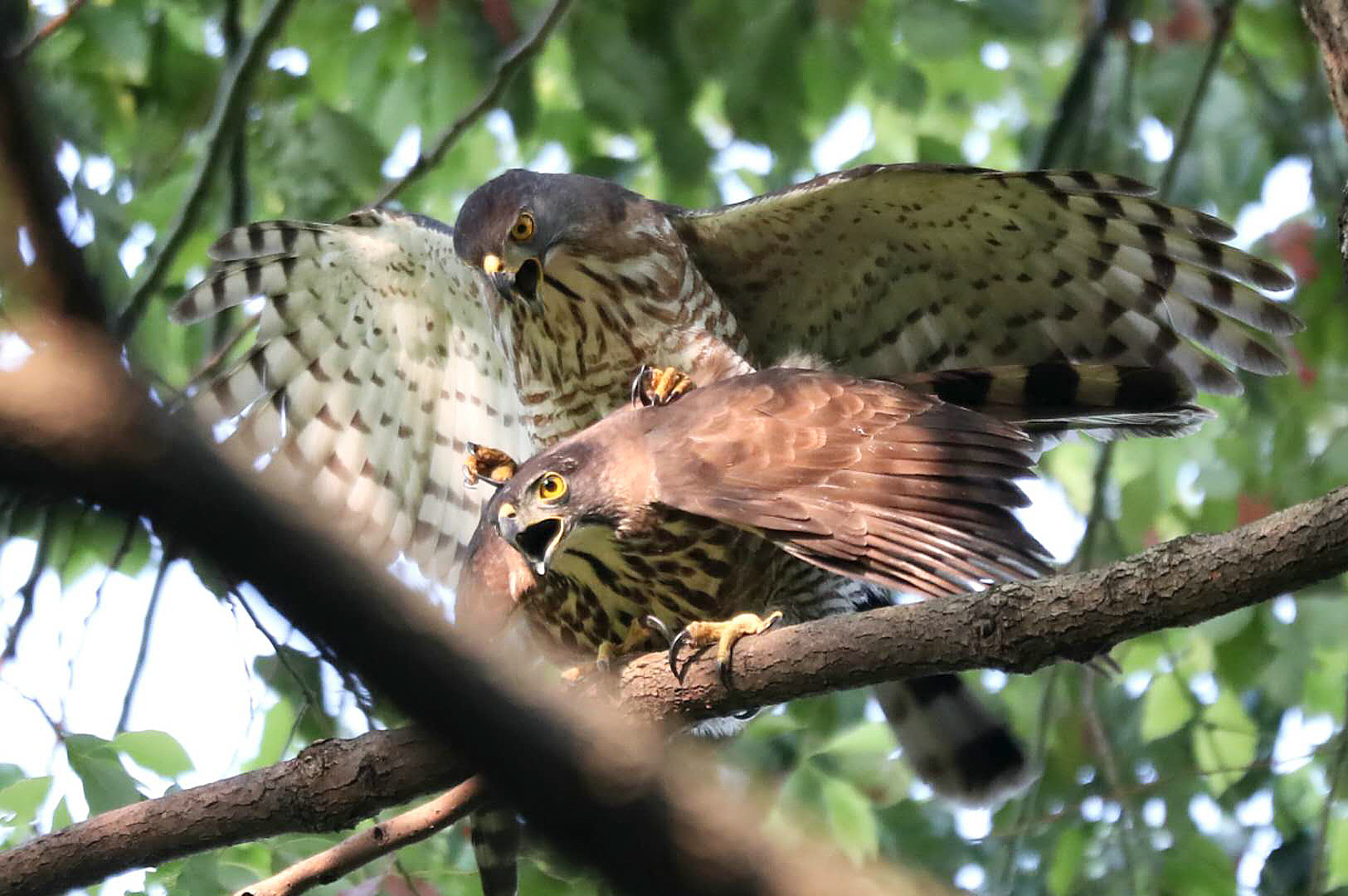 Crested Goshawk Mating