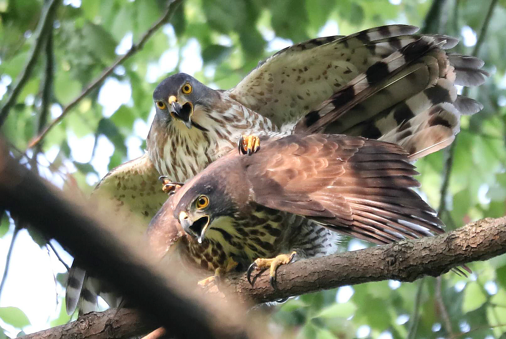 Crested Goshawk Mating