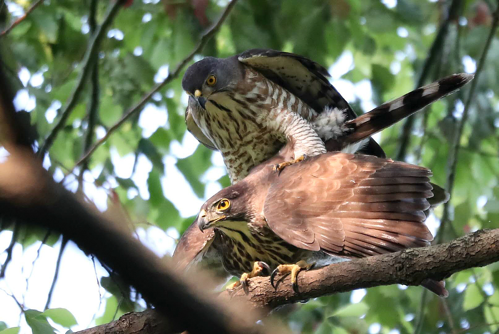 Crested Goshawk Mating