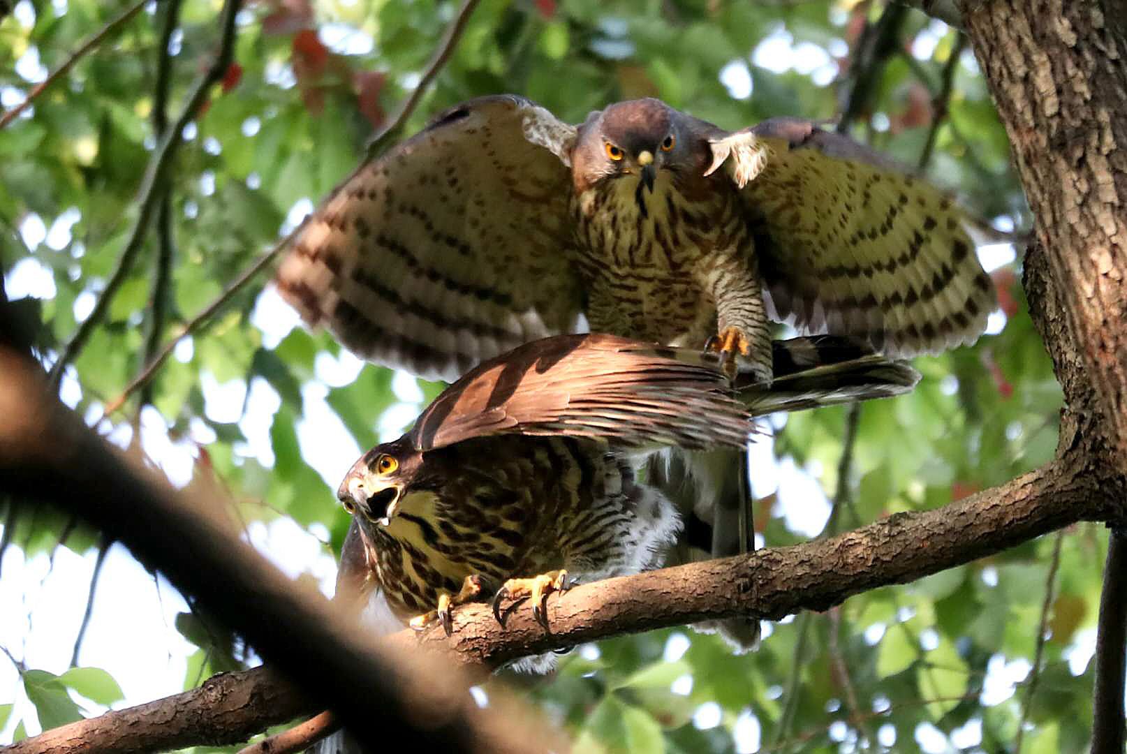 Crested Goshawk Mating