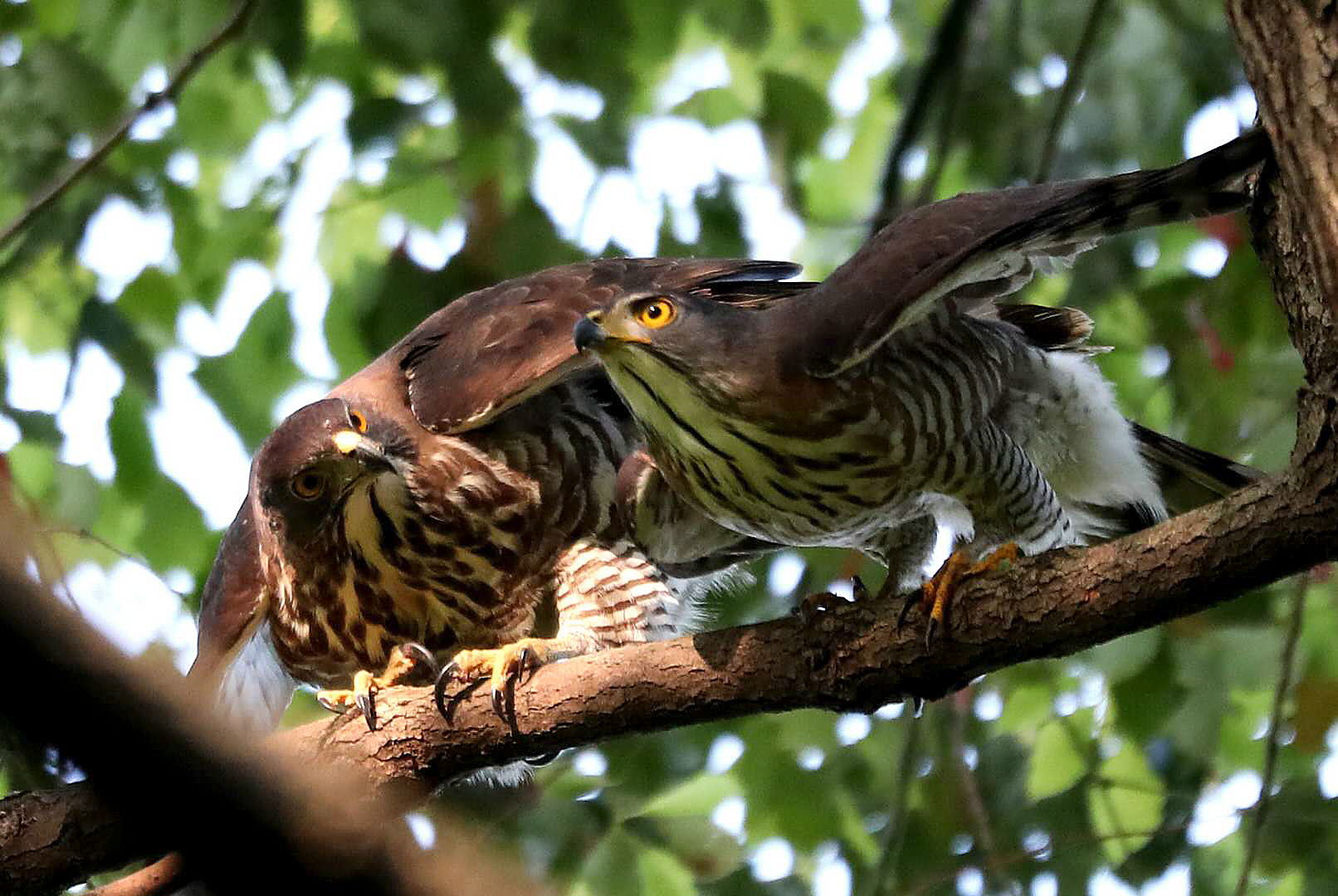 Crested Goshawk Mating