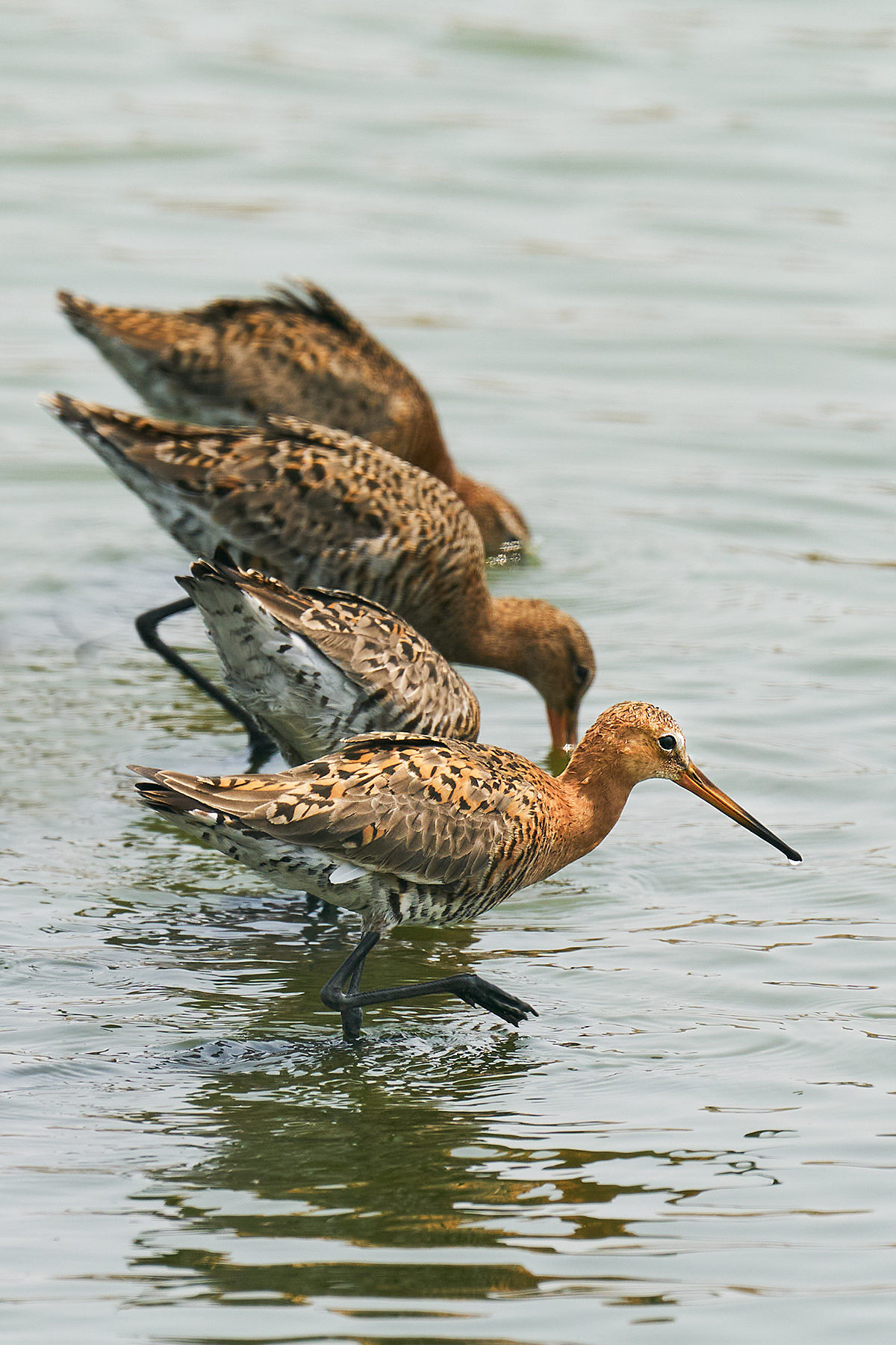 Black-tailed Godwit