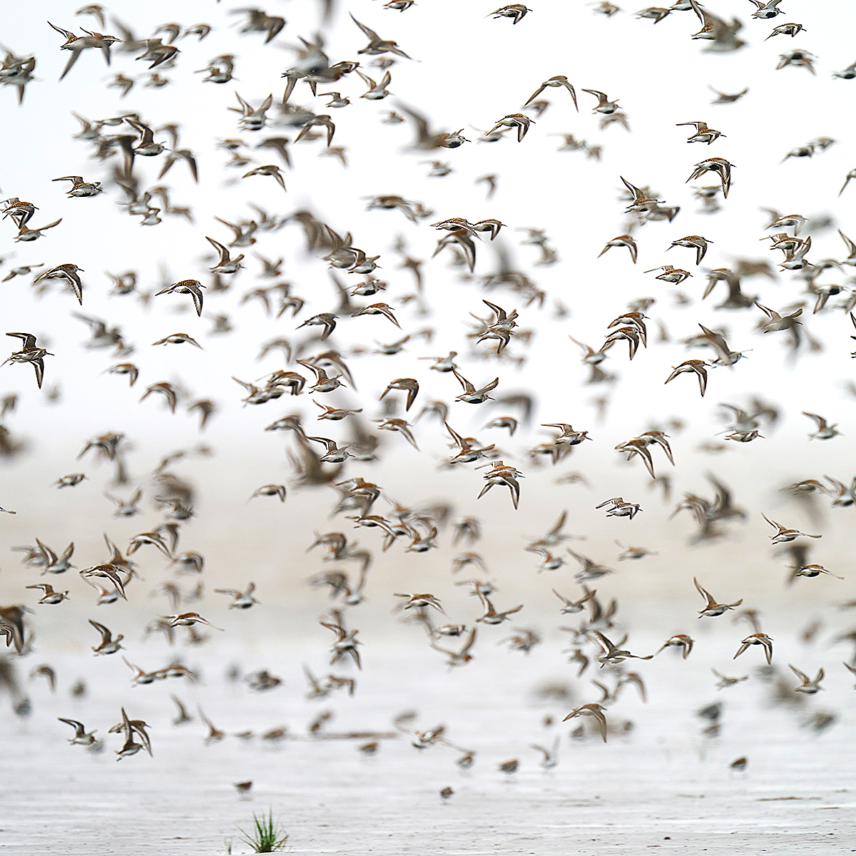 Dunlin