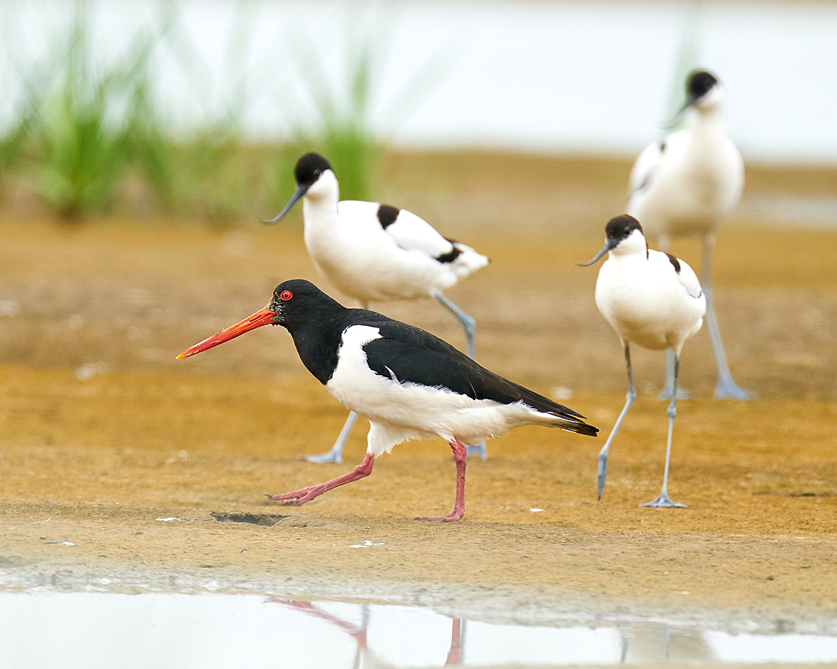 Eurasian Oystercatcher