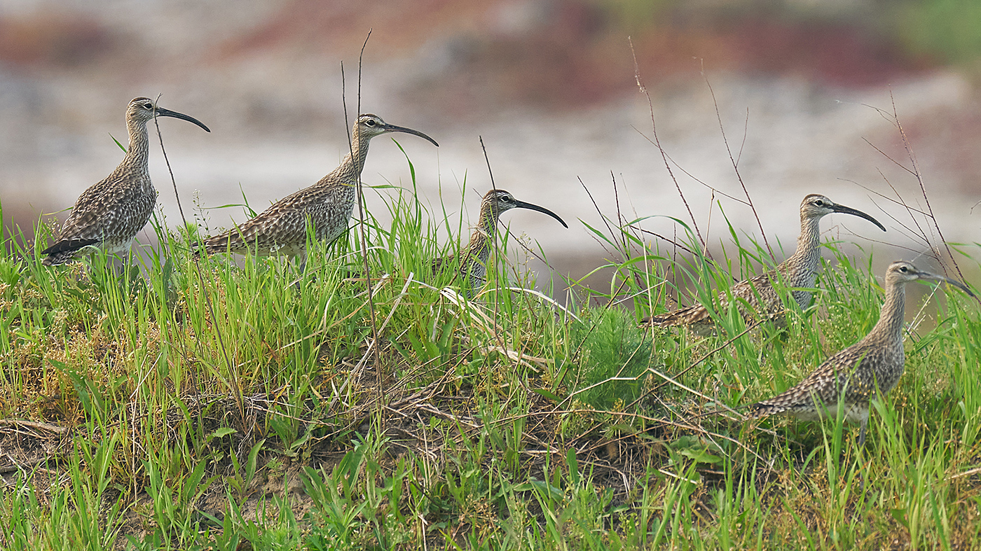 Eurasian Whimbrel