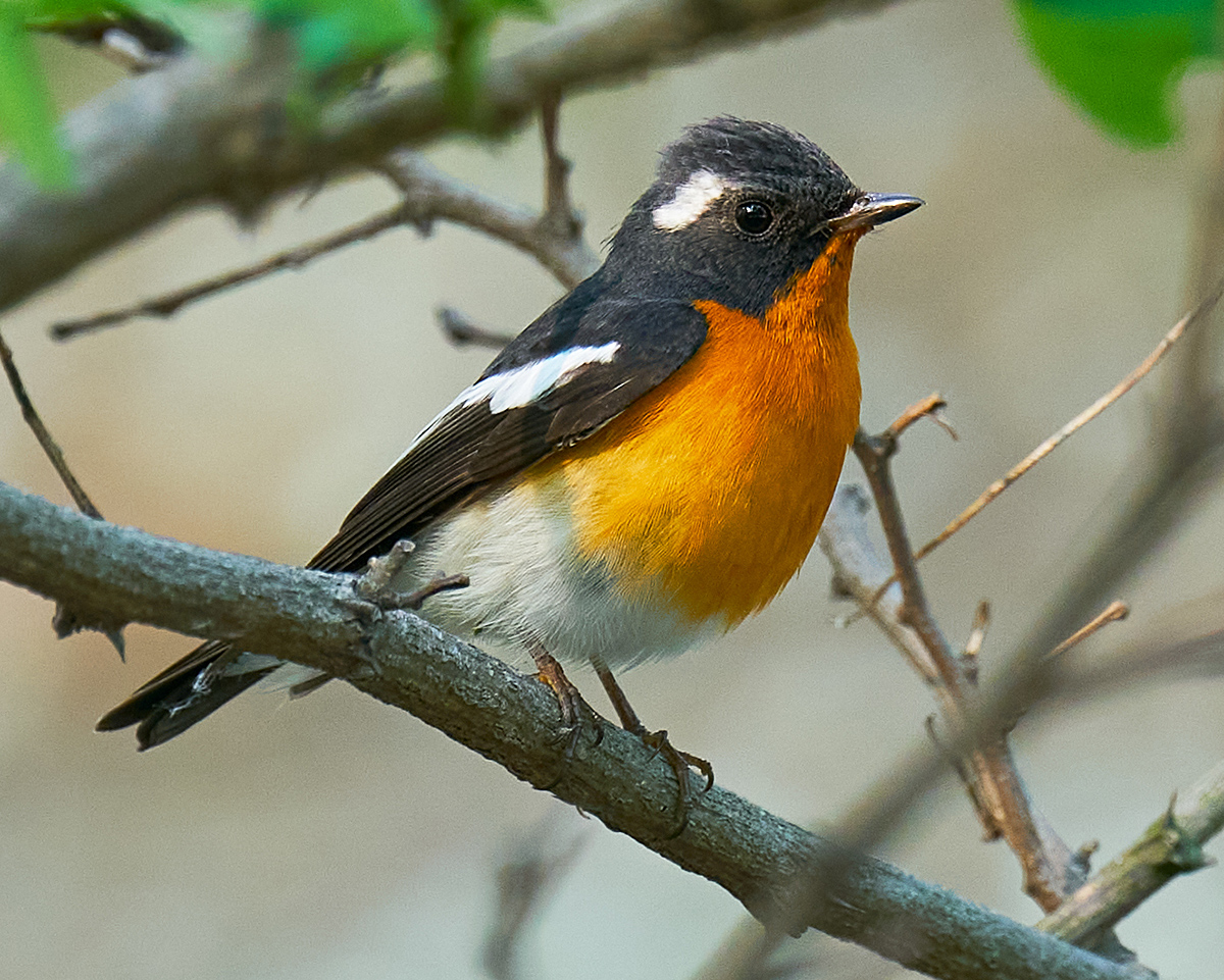 Mugimaki Flycatcher