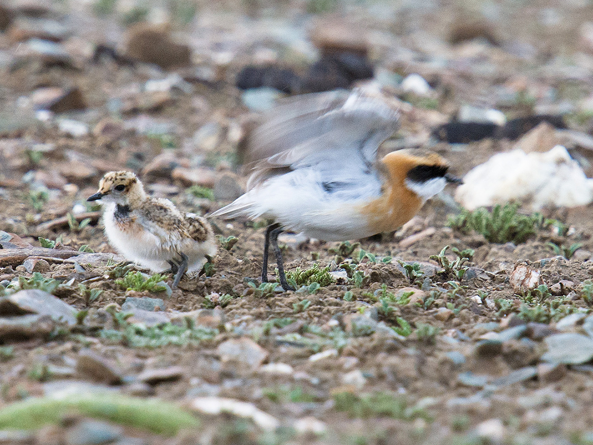 Tibetan Sand Plover