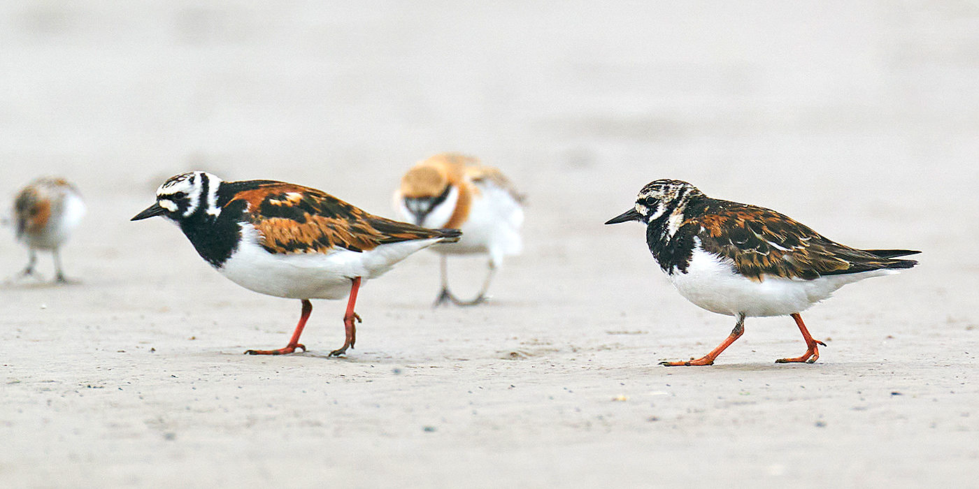 Ruddy Turnstone