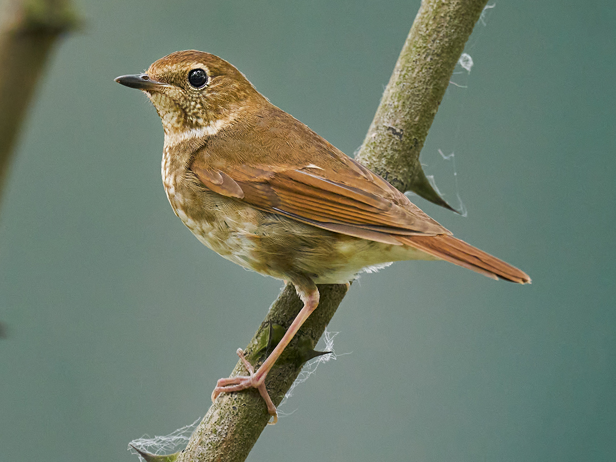 Rufous-tailed Robin