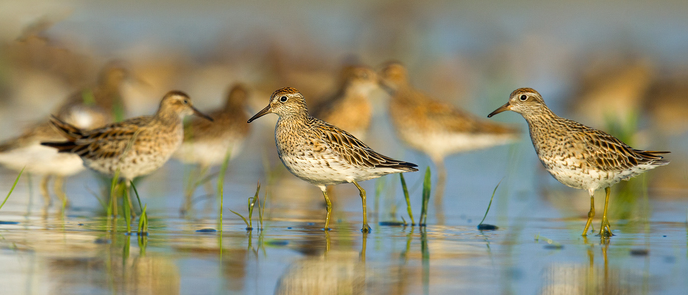 Sharp-tailed Sandpiper