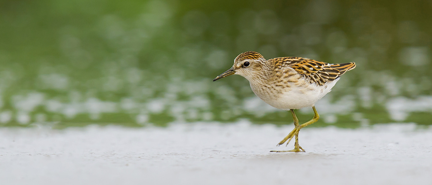 Long-toed Stint