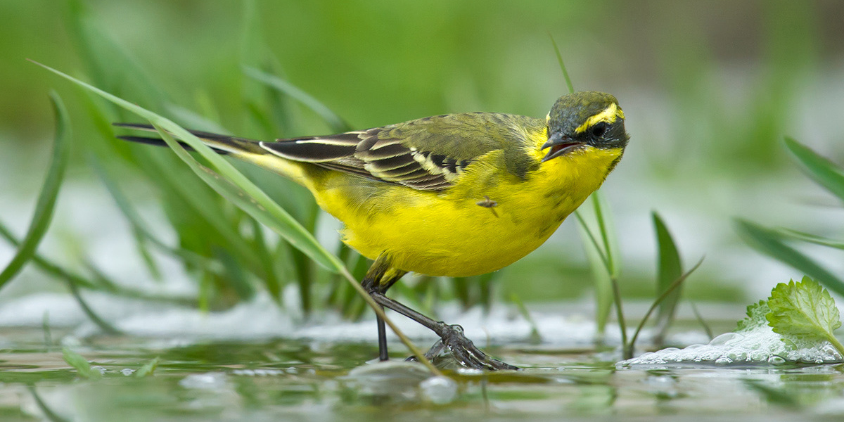 Eastern Yellow Wagtail