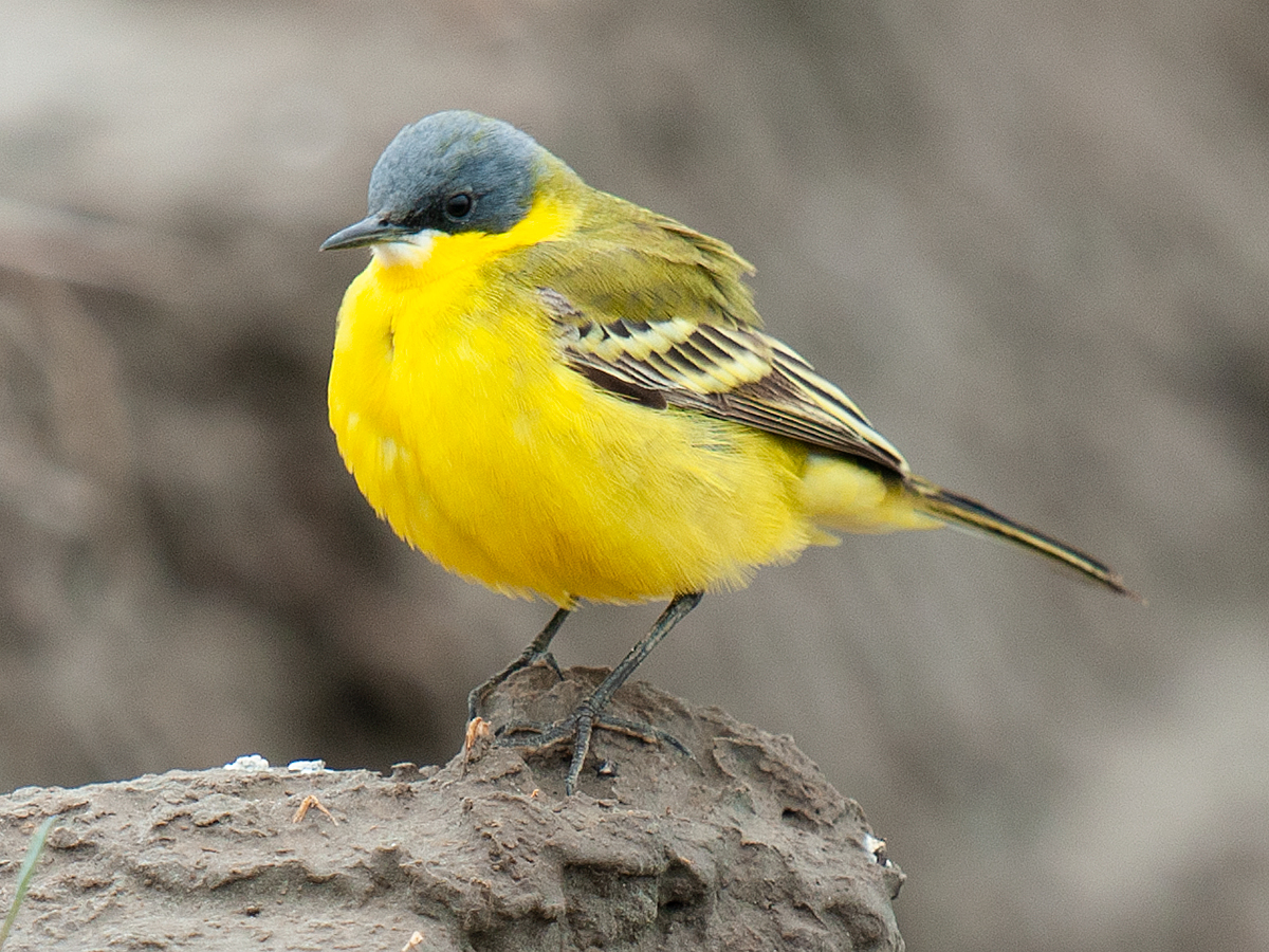 Eastern Yellow Wagtail