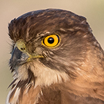 Crested Goshawk