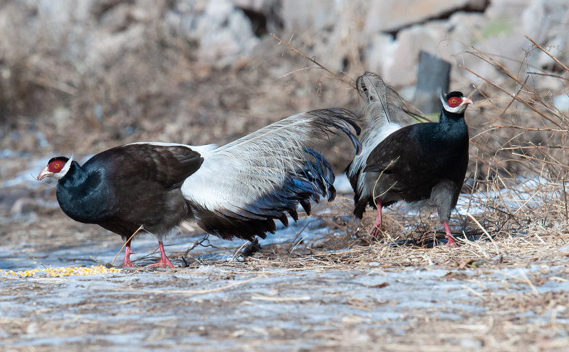 Brown Eared Pheasant at Xuanzhong Temple, Shanxi