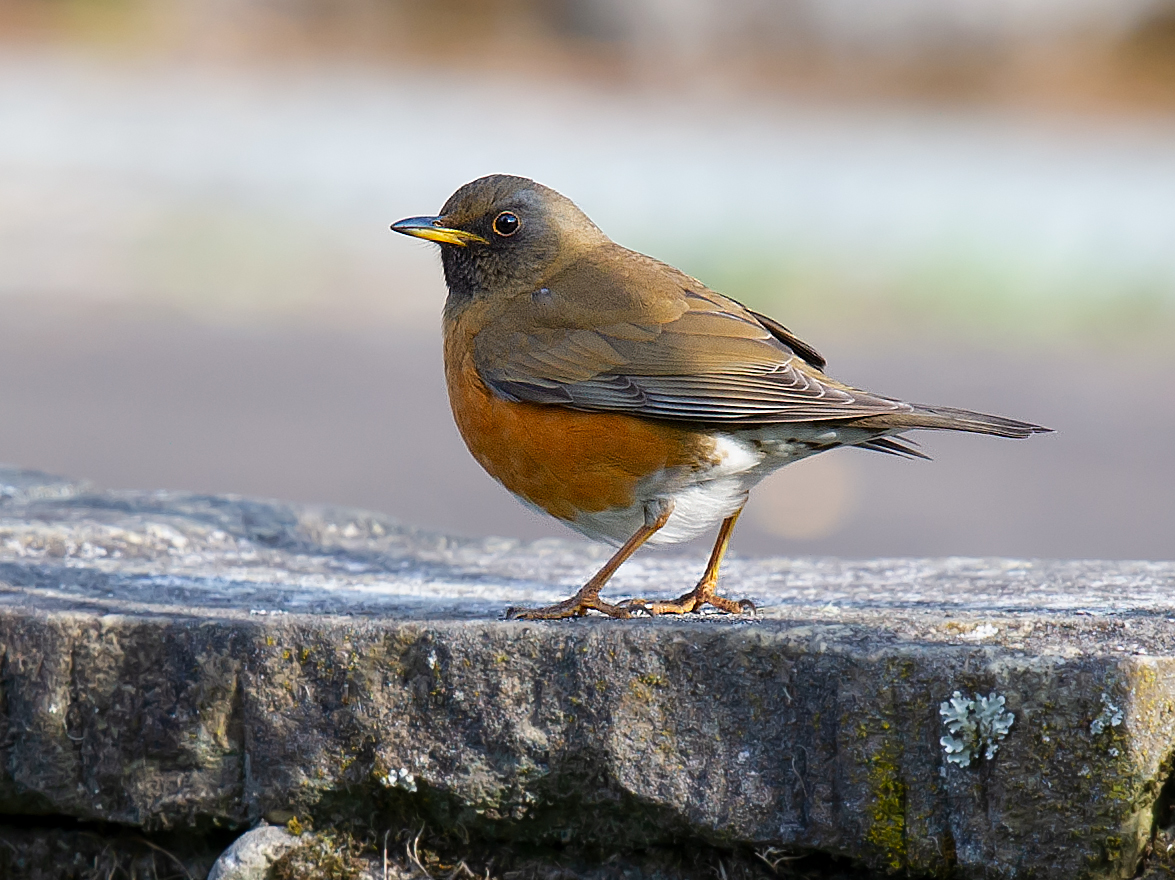 Brown-headed Thrush