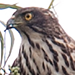 Crested Goshawk