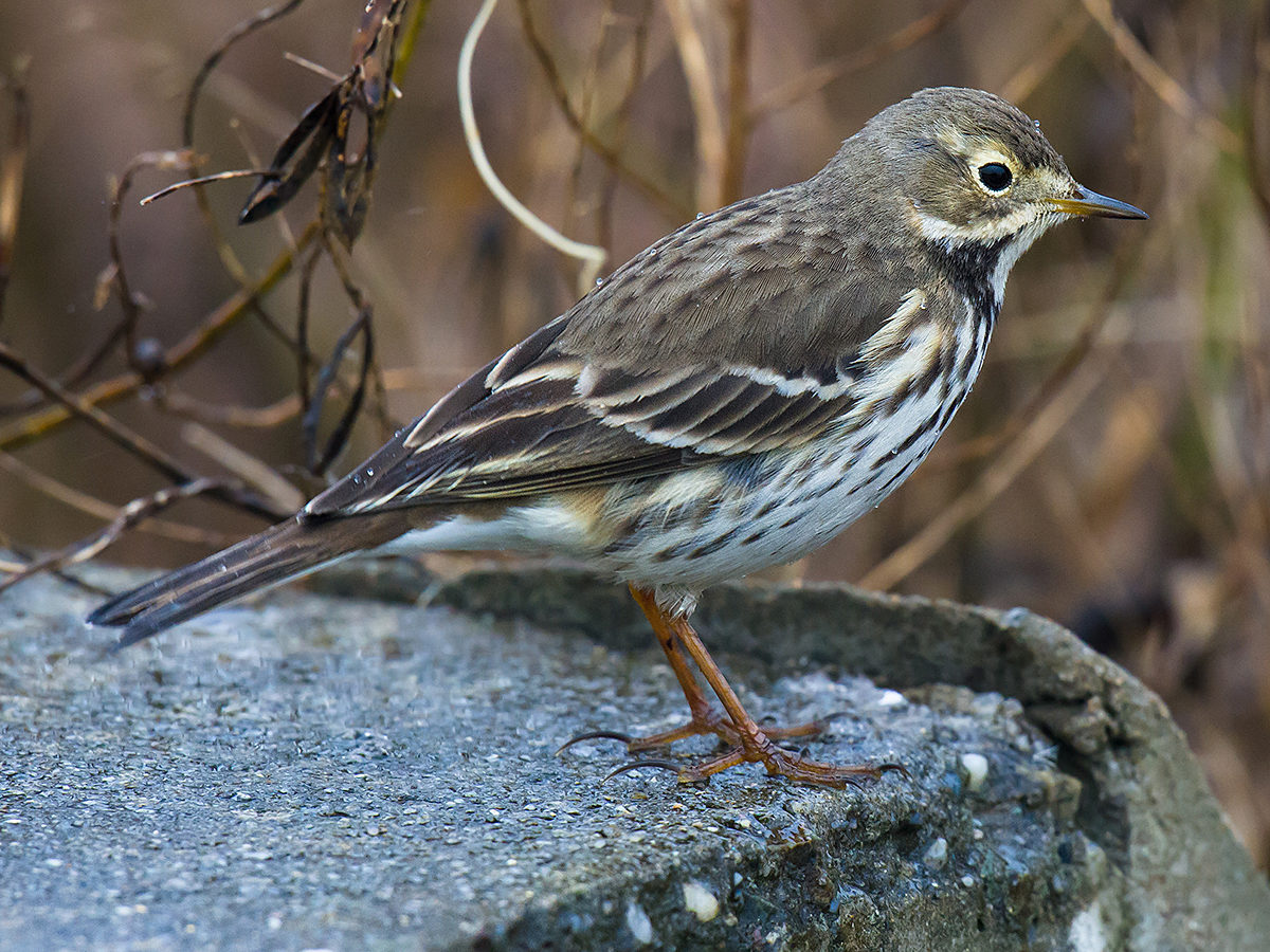 Buff-bellied Pipit