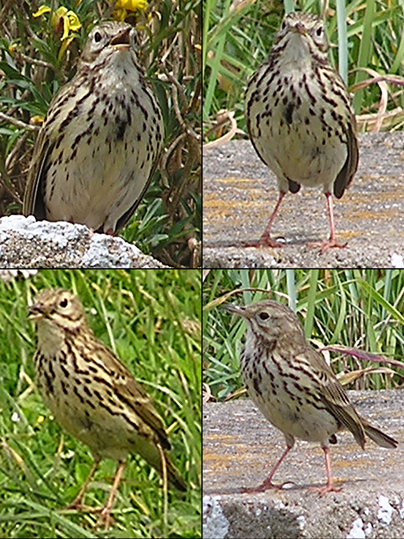 Meadow Pipit