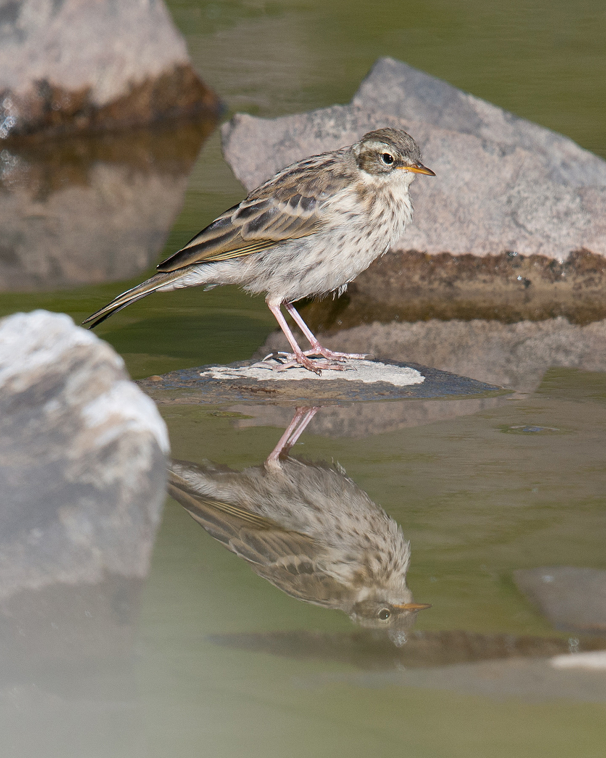 Rosy Pipit