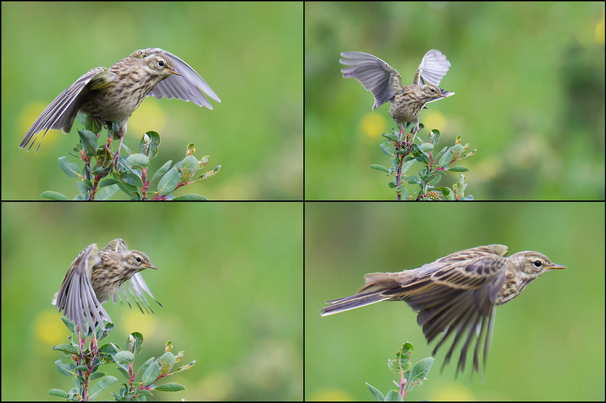 Rosy Pipit