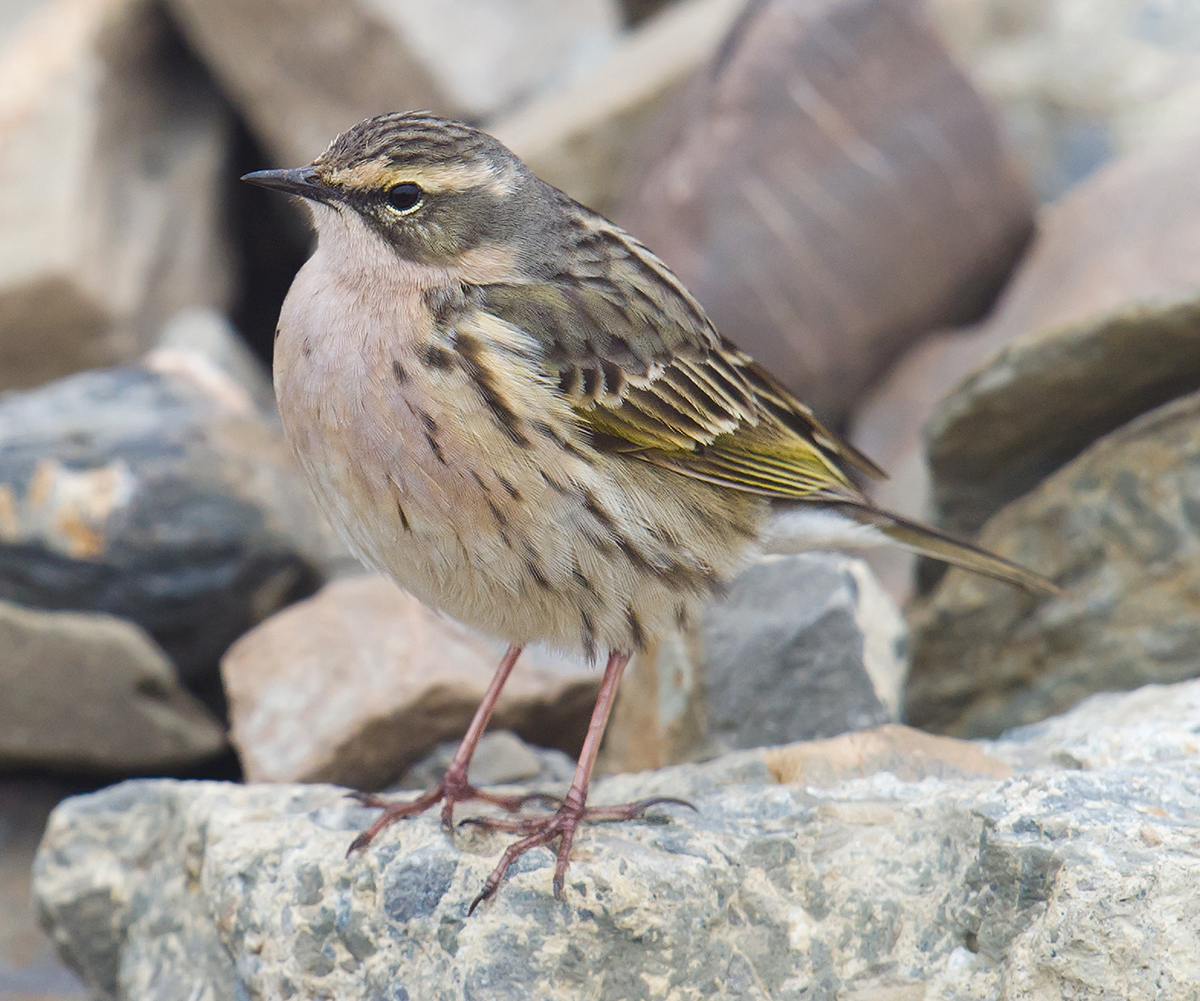 Rosy Pipit