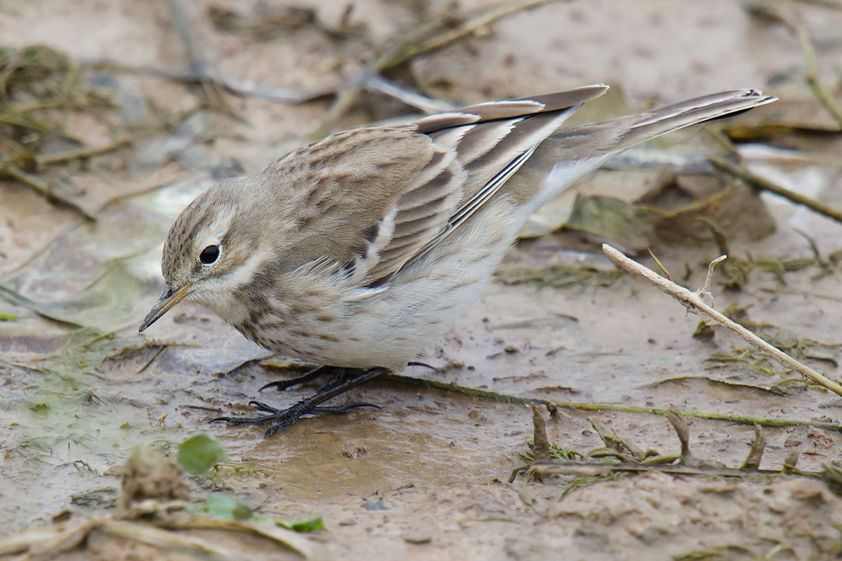 Water Pipit