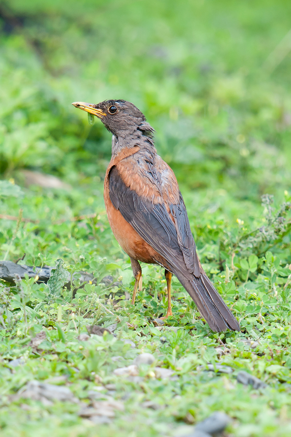 Chestnut Thrush