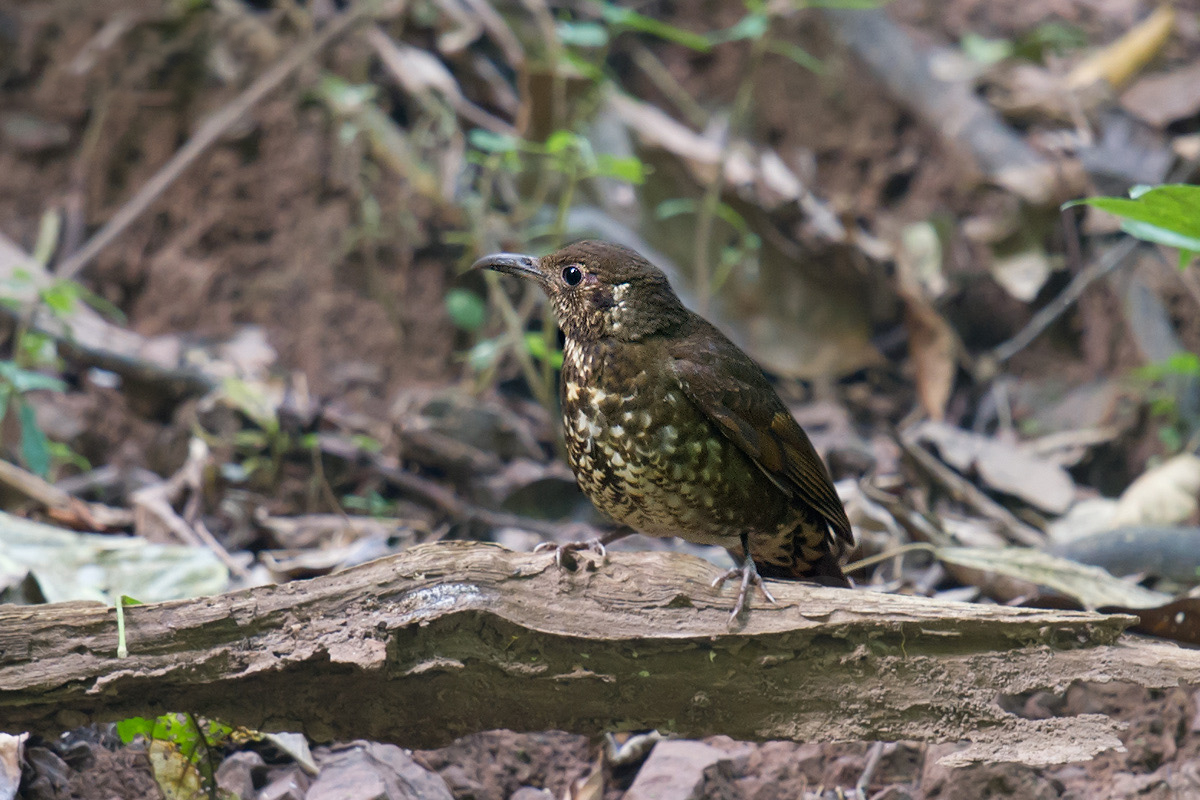 Dark-sided Thrush