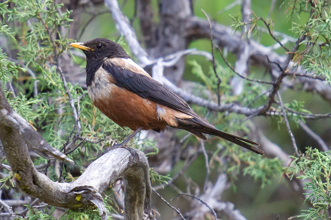 Kessler's Thrush