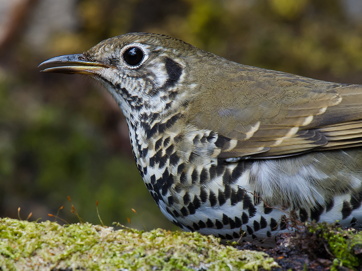 Long-tailed Thrush