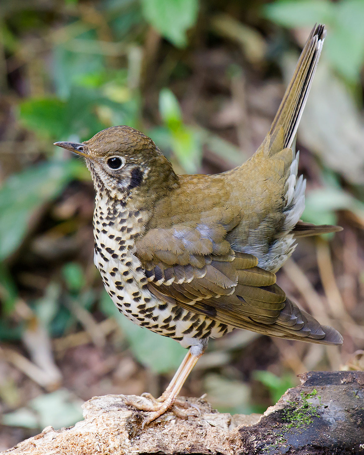 Long-tailed Thrush