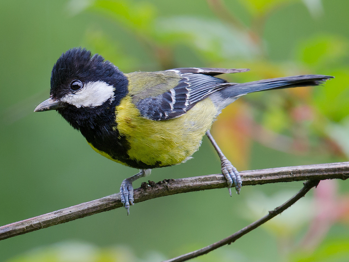 Green-backed Tit