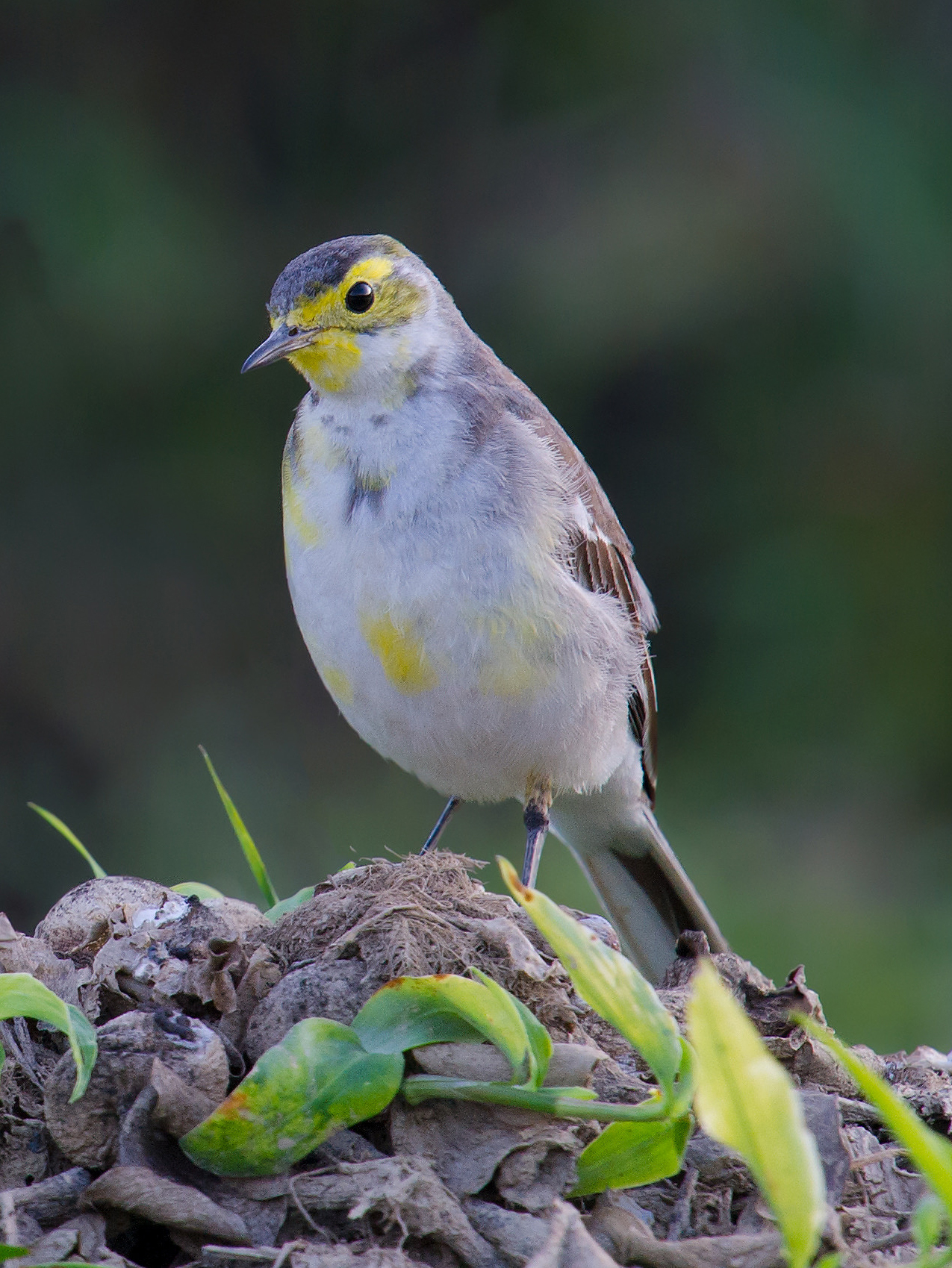 Citrine Wagtail