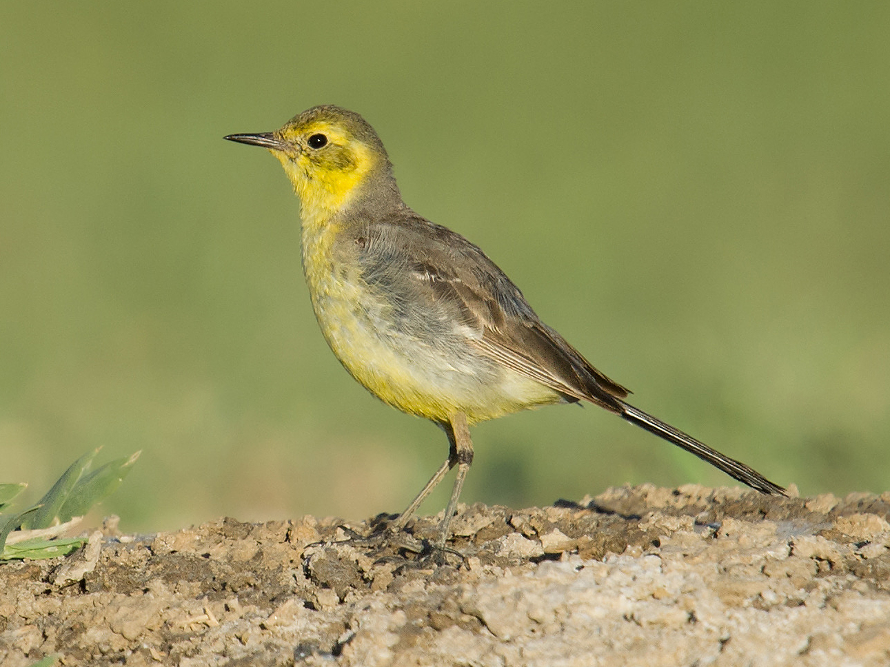 Citrine Wagtail