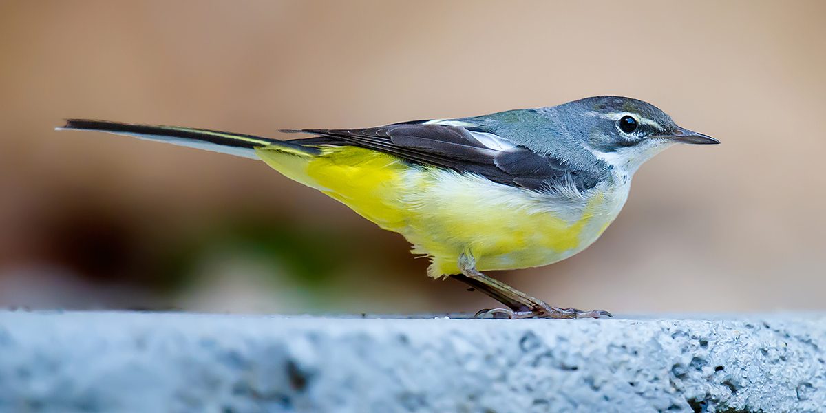 Grey Wagtail