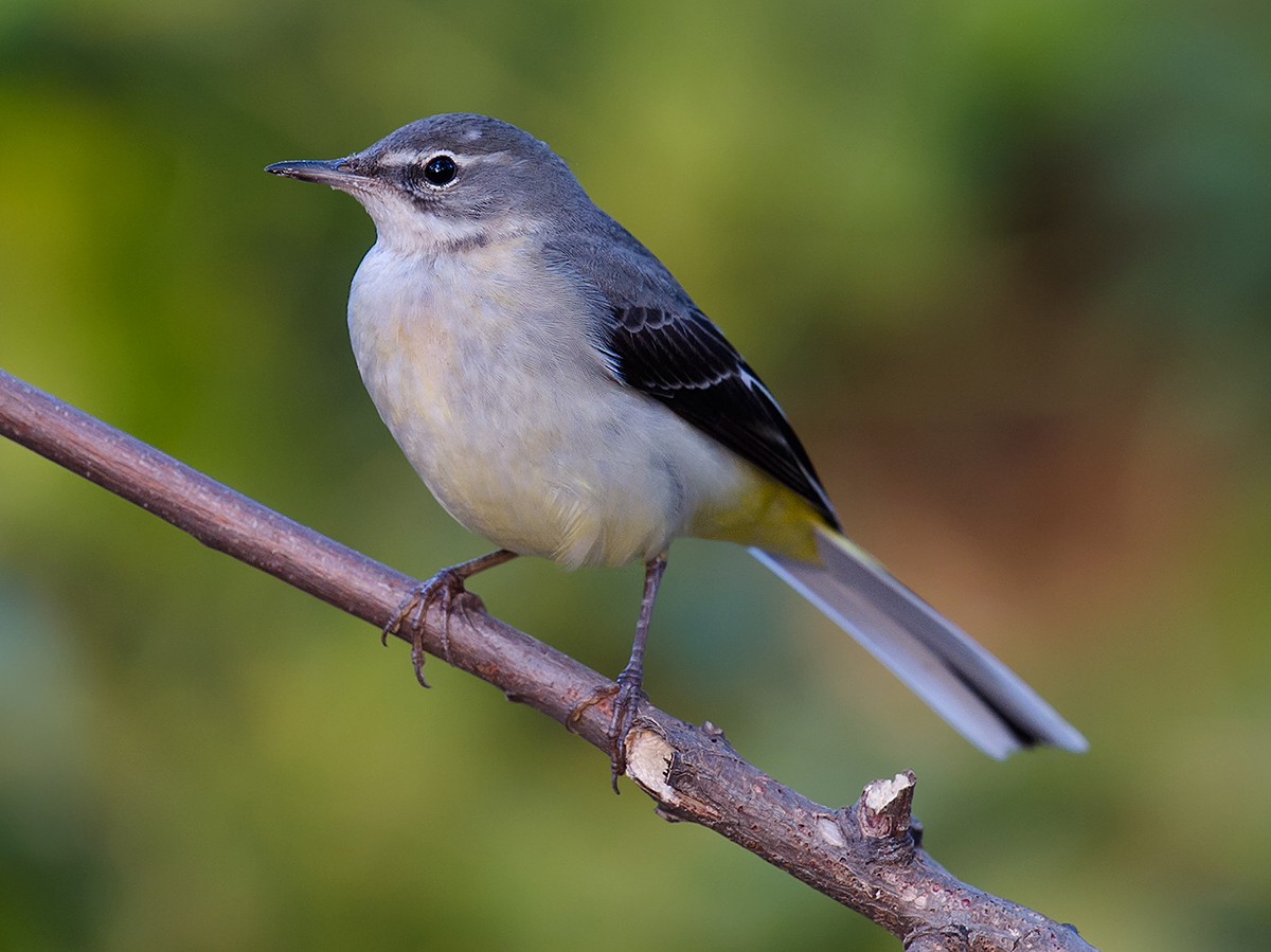 grey wagtail