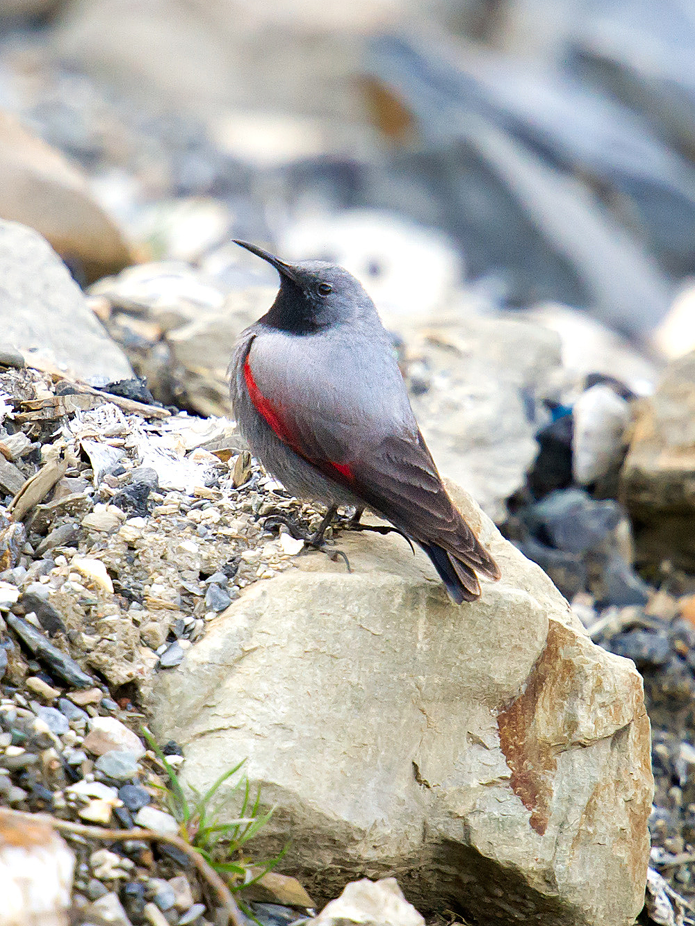 Wallcreeper