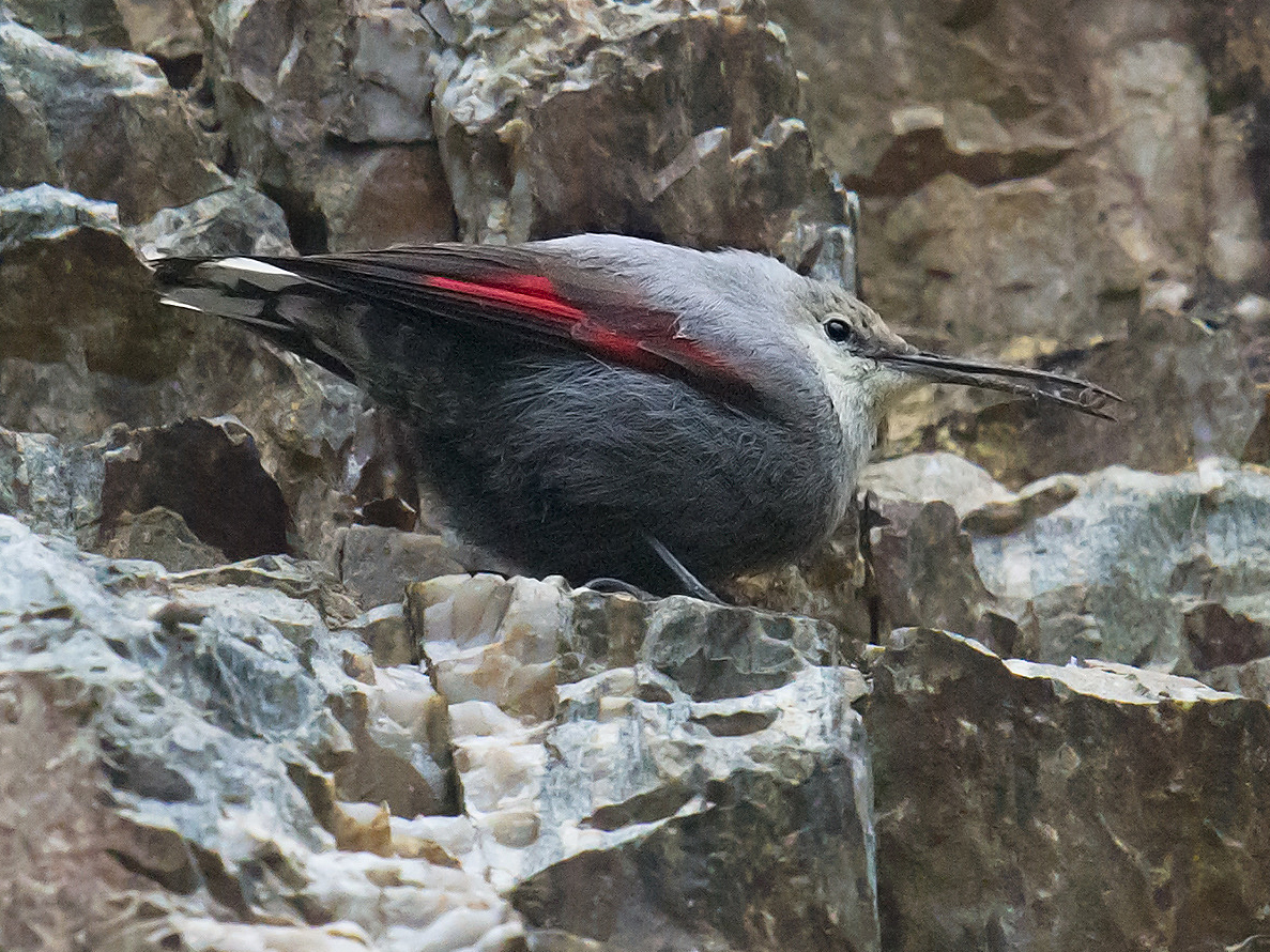 Wallcreeper