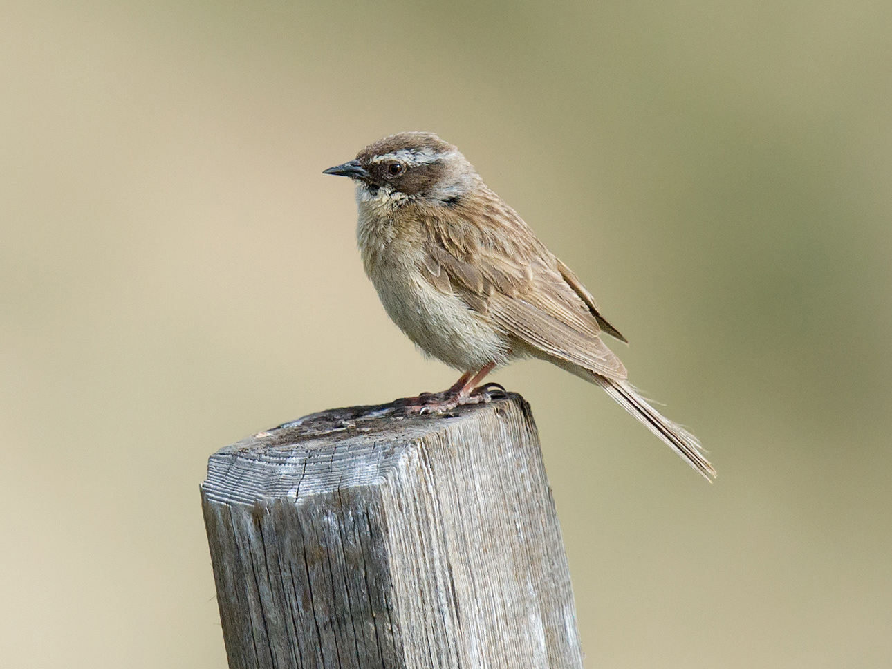 Brown Accentor