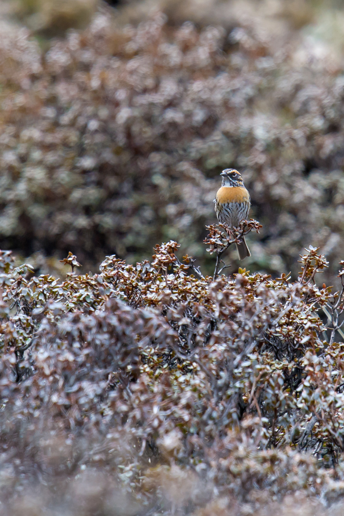 Rufous-breasted Accentor