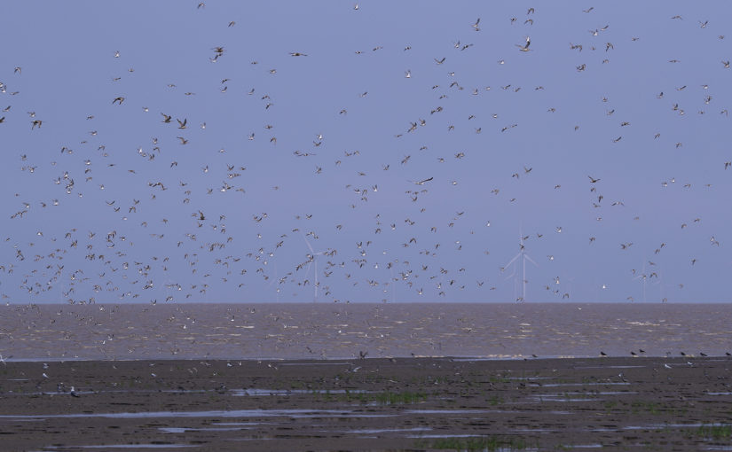 Birding the Jiangsu Coast in August