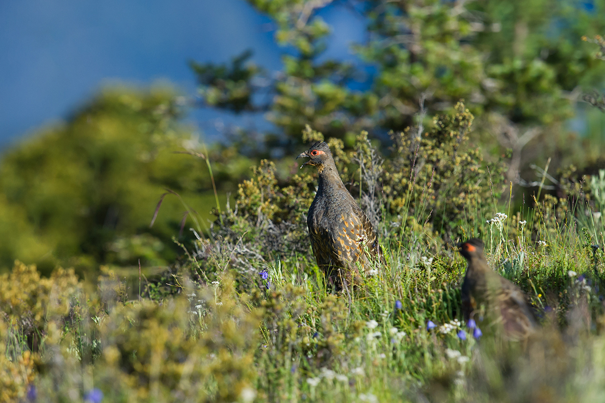 Szechenyi's Monal-Partridge