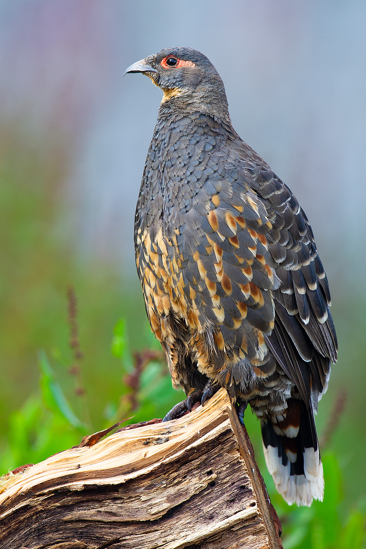 Szechenyi's Monal-Partridge