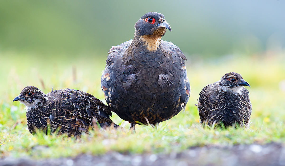 Szechenyi's Monal-Partridge