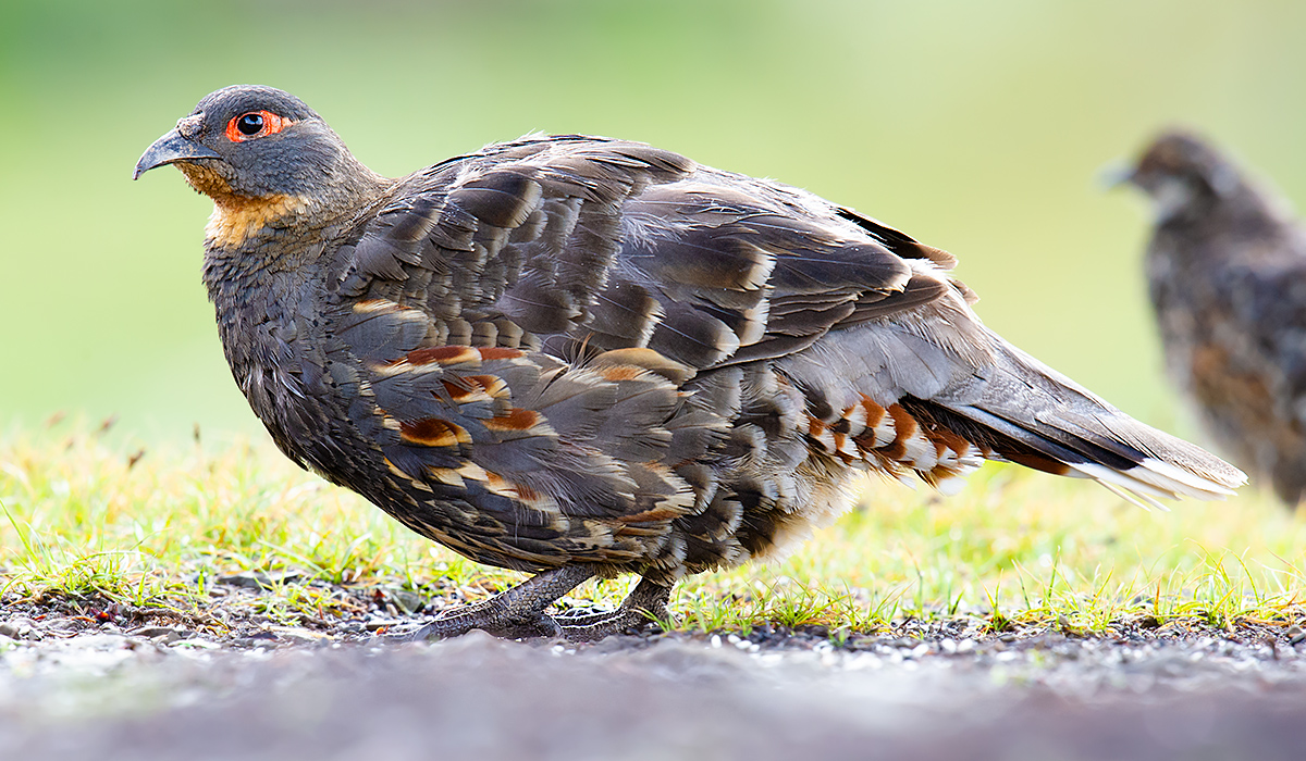 Szechenyi's Monal-Partridge