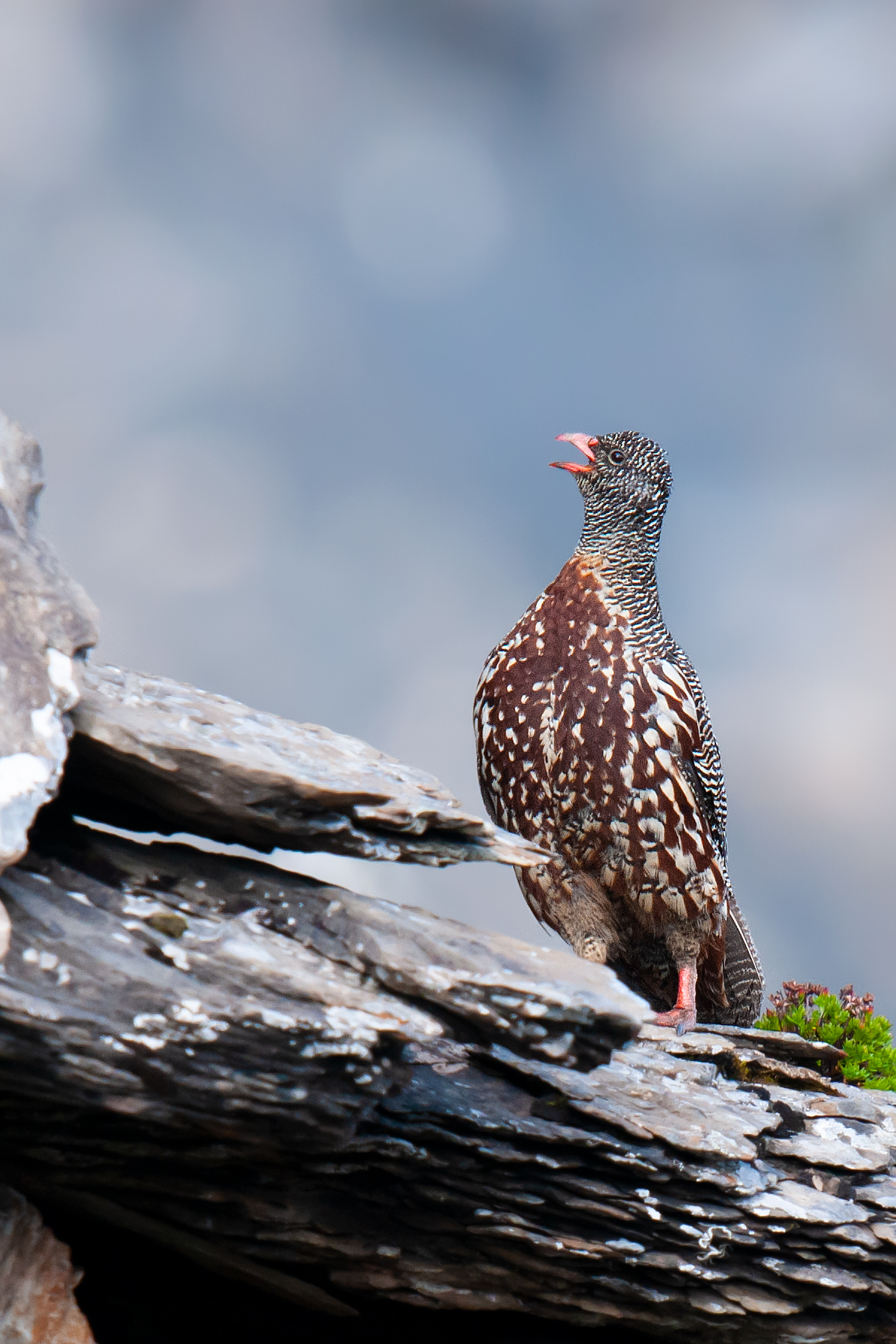 Snow Partridge