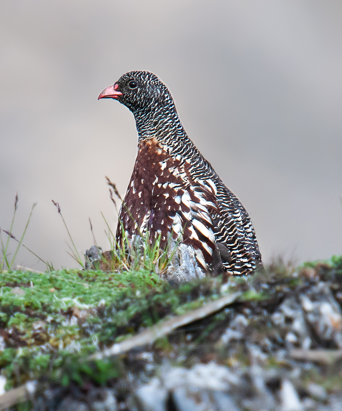 Snow Partridge