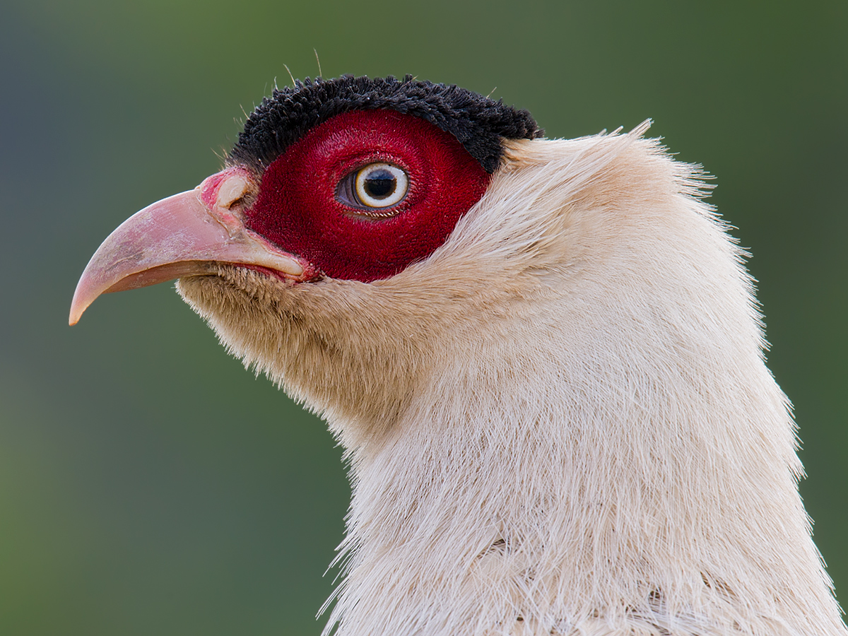 Brown Eared Pheasant