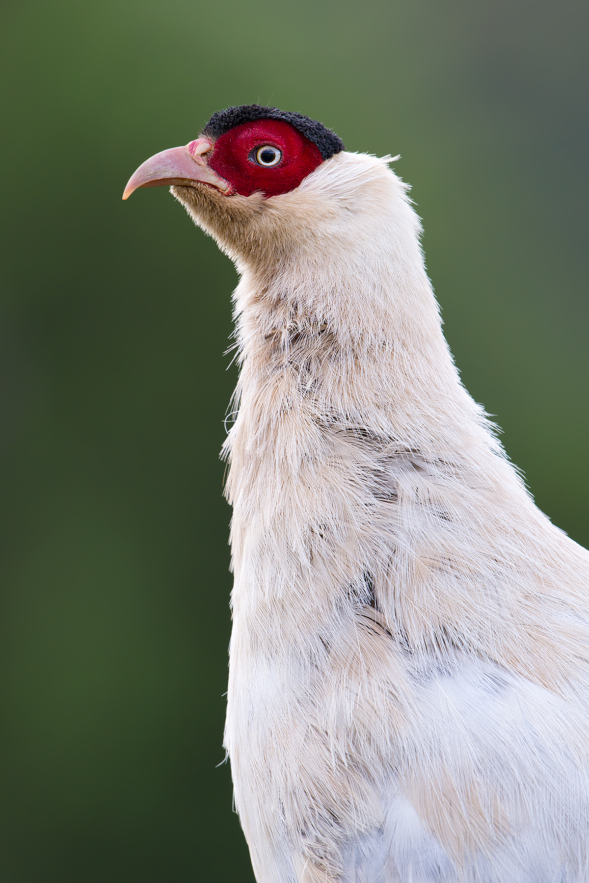 White Eared Pheasant